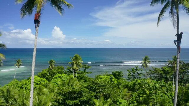 Aerial view of lush tropical palm trees and turquoise ocean waves breaking along the scenic coastline under a blue sky in Morotai, Indonesia.