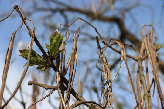 Catalpa bignonioides or Indian bean tropical tree with fresh new leaves in the garden. Catalpa tree on springtime against blue sky