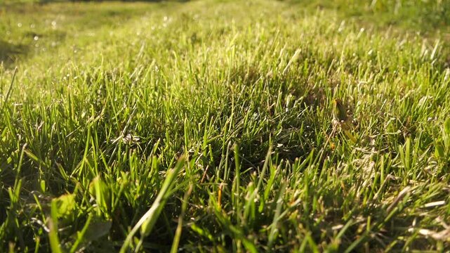 mowed grass grows back camera movement
