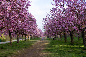 Fototapeta premium Sakura blossoms in Berlin
