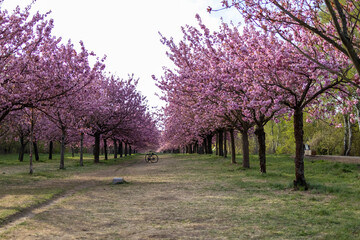 Fototapeta premium Sakura blossoms in Berlin