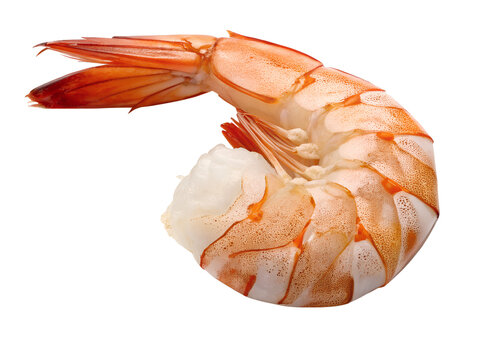 Premium Peeled and De-veined Cooked Jumbo Shrimp Isolated on White Background