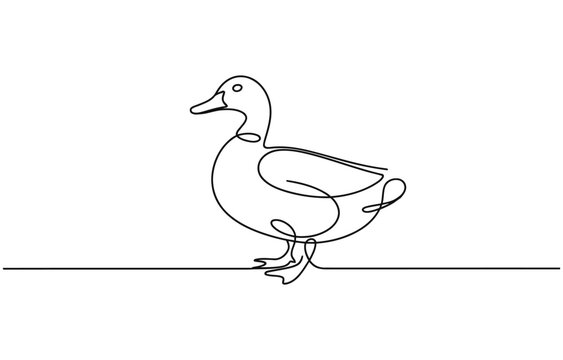 Domestic goose continuous one line drawing,Duck in continuous line art drawing style. 