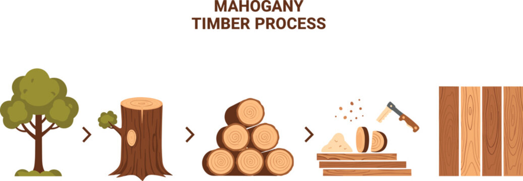 Vector Illustration of Mahogany Timber Process from Tree to Finished Wood for Educational and Eco-friendly Designs
