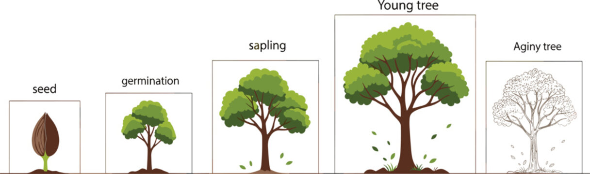 Vector Illustration of Tree Lifecycle Stages from Seed to Aging Tree for Botanical and Nature Education Designs