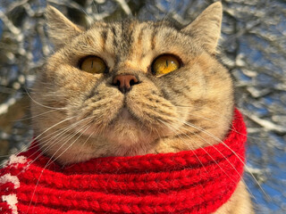 A cute cat in a red scarf portrait. © OLENA LIALINA