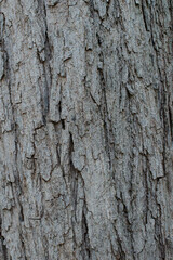 Fototapeta premium bark of a tree close up 