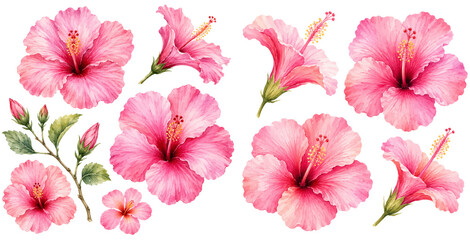 A delicate watercolor collection of pink hibiscus flowers featuring soft tropical blossoms leafy stems and gentle buds illustrated in a natural botanical style. © liana