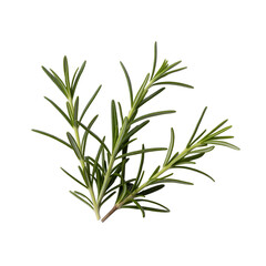 Obraz premium Fresh rosemary sprig with slender green leaves and woody stem