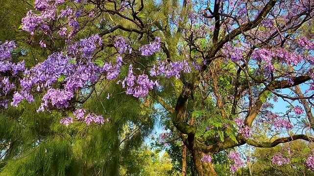 Jacaranda Canopy in Chapultepec Park (Mexico City, Mexico)