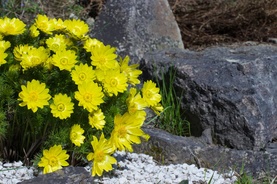 Adonis vernalis taken in close-up in a natural growing