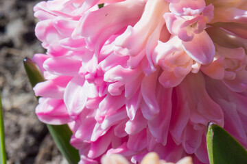 Obraz premium hyacinths pink and purple shot with fine details