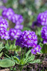 Obraz premium Primula purple taken in close-up in a natural growing environment with natural lighting and a bokeh effect