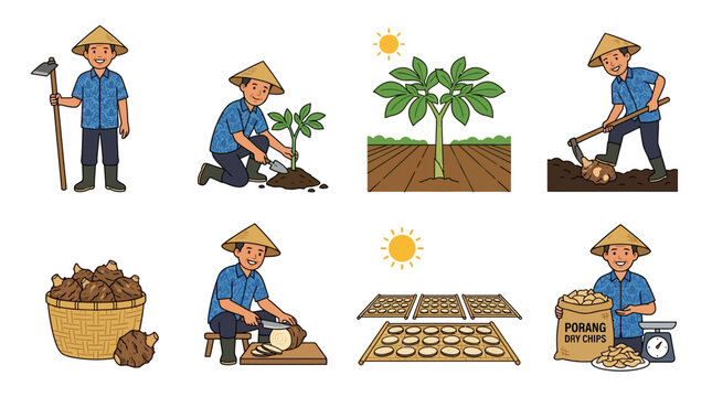 A set of illustrations showing an Asian farmer harvesting and processing porang tubers for agricultural production and economic commercial distribution