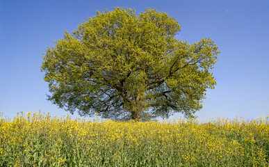 Obraz premium Beautiful oak tree in spring bloom in field of bright yellow rapeseed flowers in Wiltshire, UK in sping 2026