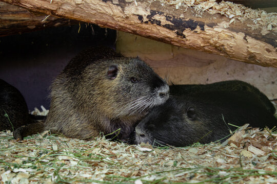 Close-up portrait of a pair of nutria rodents resting on sawdust and straw