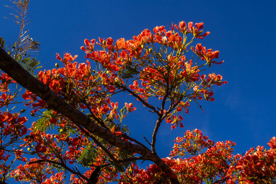 Vibrant red-orange flowers of a blooming Flamboyant tree (Delonix regia) against a clear, deep blue sky in Brazil