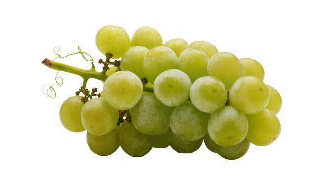 Fresh green grapes cluster with stem and tendrils, isolated on transparent background