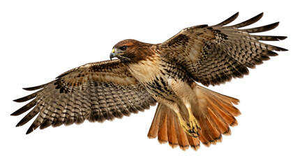 Fototapeta premium Northern Goshawk in Flight Against White Sky - Majestic Bird of Prey with Spread Wings and Sharp Talons