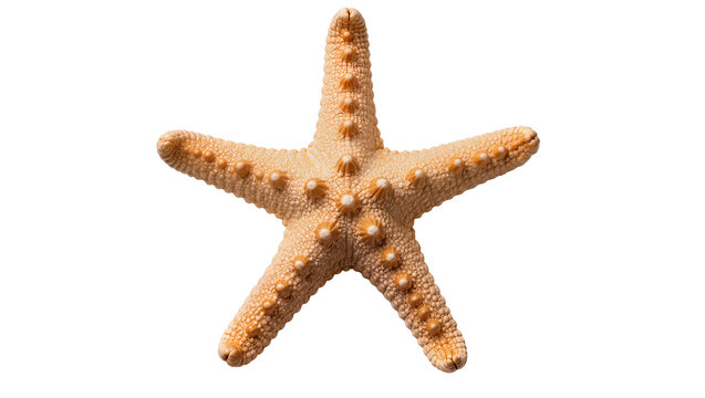 Orange starfish with textured bumpy surface, isolated on transparent background