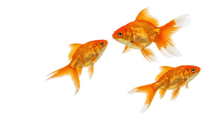 Fototapeta premium Three vibrant orange goldfish swimming in clear water against white background