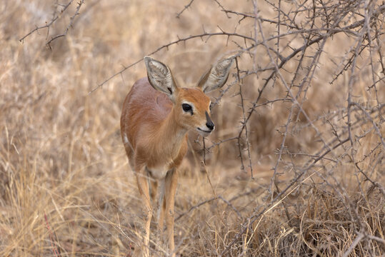 Steenbok (Raphicerus campestris). Taken in Kruger National Park, South Africa.