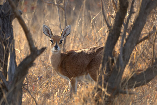 Steenbok (Raphicerus campestris). Taken in Kruger National Park, South Africa.