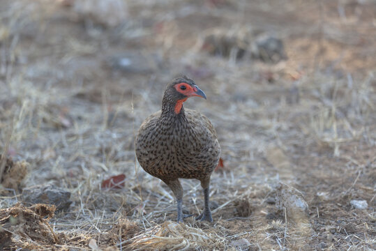 Swainson's Spurfowl (Pternistis swainsonii). Taken in Kruger National Park, South Africa.