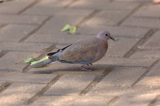 Cape Turtle Dove (Streptopelia capicola) on brick paving. Taken in Kruger National Park, South Africa.