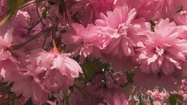 Close-up of bright, light pink multi-layered petals flowers of Sakura Royal Burgundy cherry in full bloom in sunny day. Vivid double flowers of clusters sways in wind at spring day
