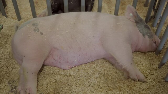 This video shows a large pink pig sleeping in hay in a holding pen. 