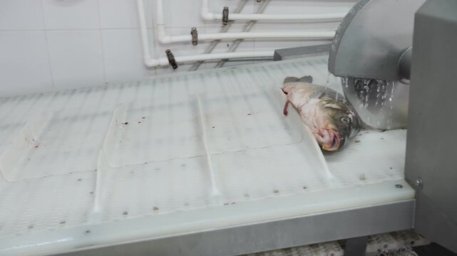 Automated fish processing on industrial conveyor belt
