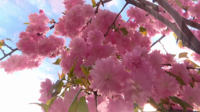 Bright sunburst pass through clusters of sakura double  flowers, camera moves down between branches of Royal Burgundy cherry blossoms. God rays penetrate branches with vivid, light-pink flowers