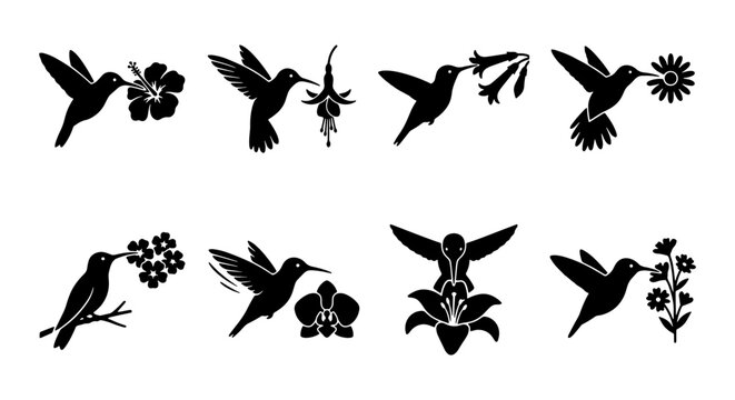 Hummingbird silhouette icons set, black bird and flower vector illustrations, minimalist colibri flying and feeding on tropical blossoms, 8 bird elements
