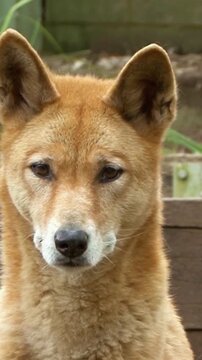 portrait of a dog with a big eyes