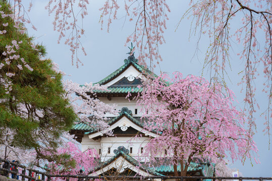 Close-up view of the historic Hirosaki Castle tower framed by weeping cherry blossoms (Shidarezakura) and green pine trees. A famous landmark during the spring festival at Hirosaki Park, Aomori, Japan