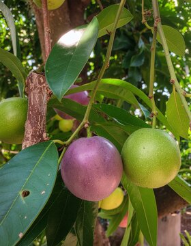 Caimito Fruit &ndash; Chrysophyllum cainito on the tree