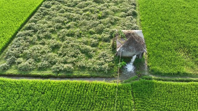 Aerial view of bali rice terraces irrigation hut