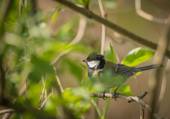 Great tit © Vivien