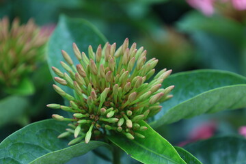 Fototapeta premium Inflorescence en formation d’Ixora coccinea en macro tropicale