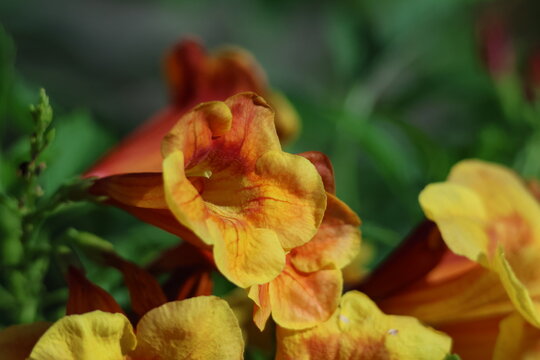 Fleurs orange Tecoma capensis en floraison tropicale intense