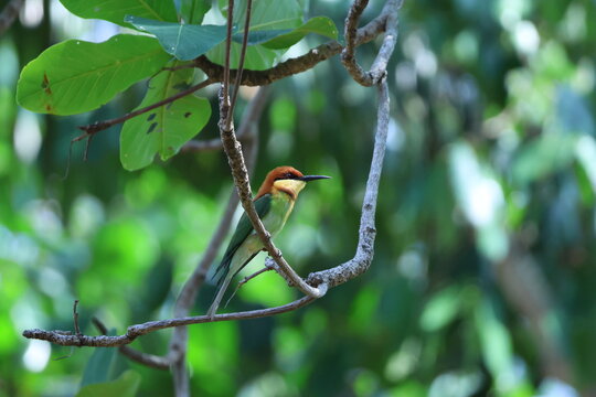 Gu&ecirc;pier de Leschenault Merops leschenaulti perch&eacute; sur branche