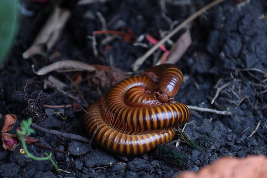 Mille-pattes diplopode tropical enroul&eacute; sur sol humide de for&ecirc;t en Tha&iuml;lande