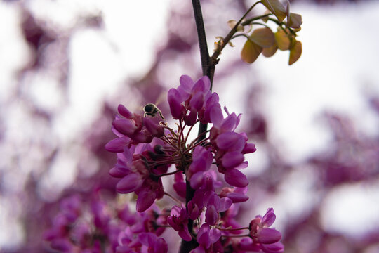 Bee approaching purple redbud tree flowers, collecting nectar and spreading pollen, highlighting spring blooming and nature's pollination process