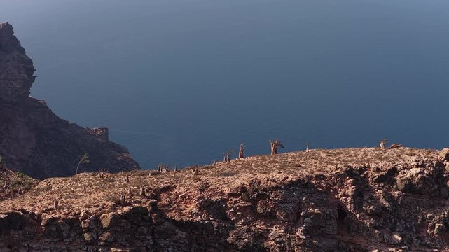 Aerial view of socotra island coastline with dragon blood trees