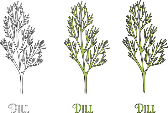 DILL HERB