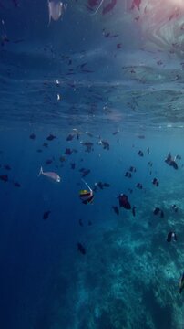 Underwater sea, transparent blue water with tropical fish in Hawaii, vertical screen