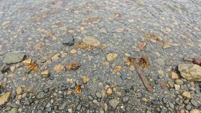 Haines - Alaska - USA - April 21, 2024 - Close up of a stream bed in Haines featuring small rocks and pebbles in a shallow water environment. The ground is covered with various size stones.