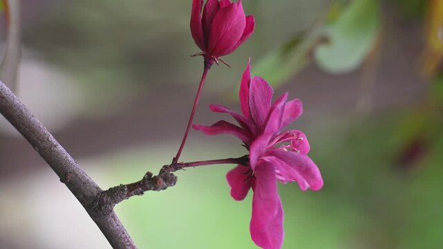 Flowering Crabapple Blossoms Close Up. Soft Spring Nature Background. Close up of delicate flowering crabapple (Malus) blossoms in soft natural light. 