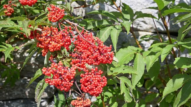 Rowan berries (Sorbus aucuparia) close up, red berry cluster with green leaves moving in summer wind, mountain ash plant detail, natural background, no people, copy space